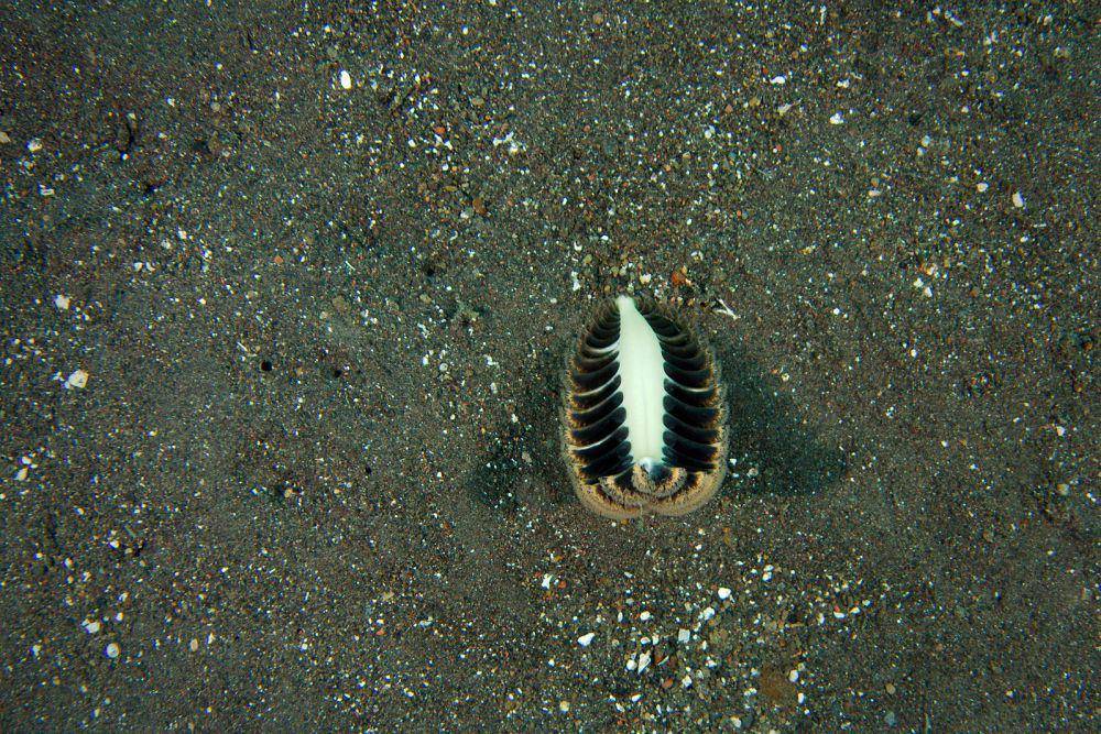 ilustrasi sea pen (wikimedia.org/Paul Kli)