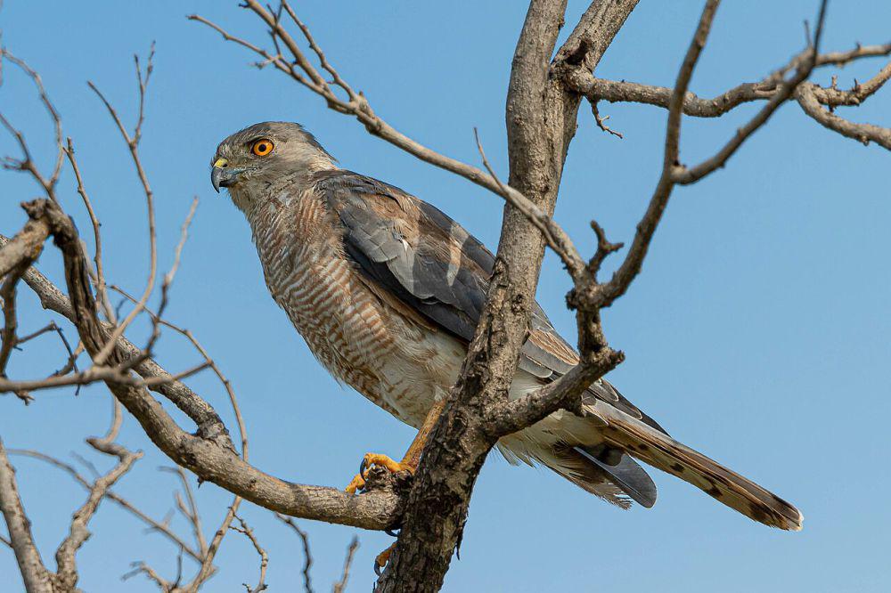 5 Fakta Unik Shikra, Burung yang Bisa Dilatih untuk Berburu