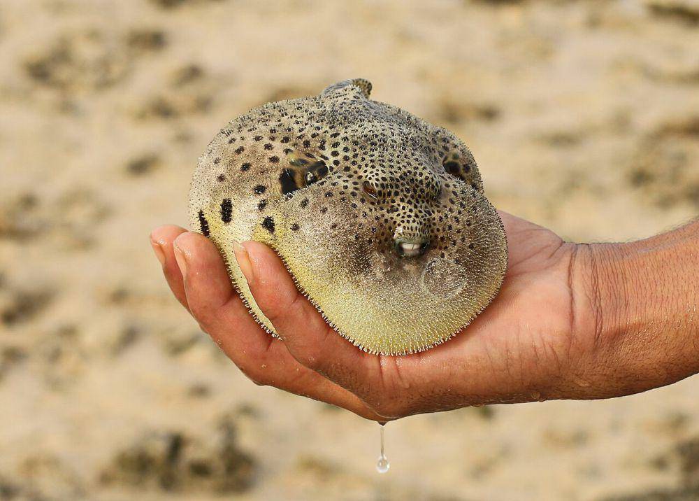Mekanisme pertahanan ikan buntal adalah menggembungkan tubuh (commons.wikimedia.org/Kora27)