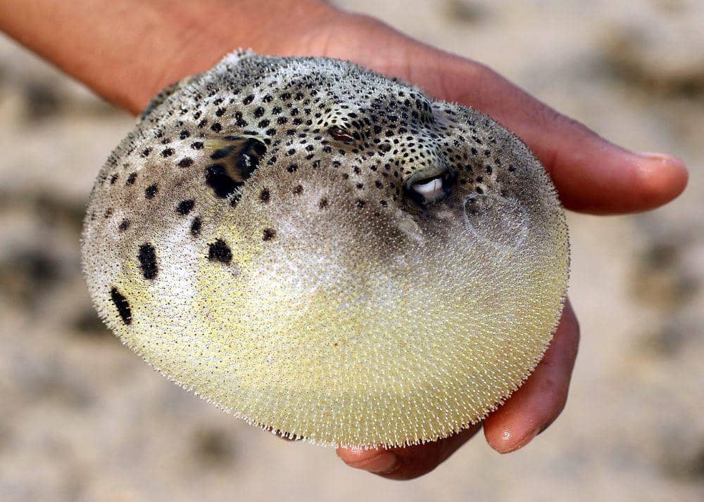 Ikan buntal mampu menggembungkan tubuhnya (commons.wikimedia.org/Kora27)