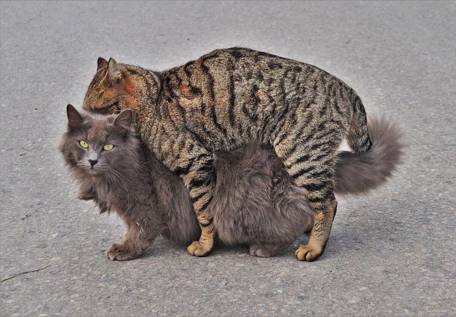 Berapa Kali Kucing Kawin agar Bisa Hamil? Ini Penjelasannya