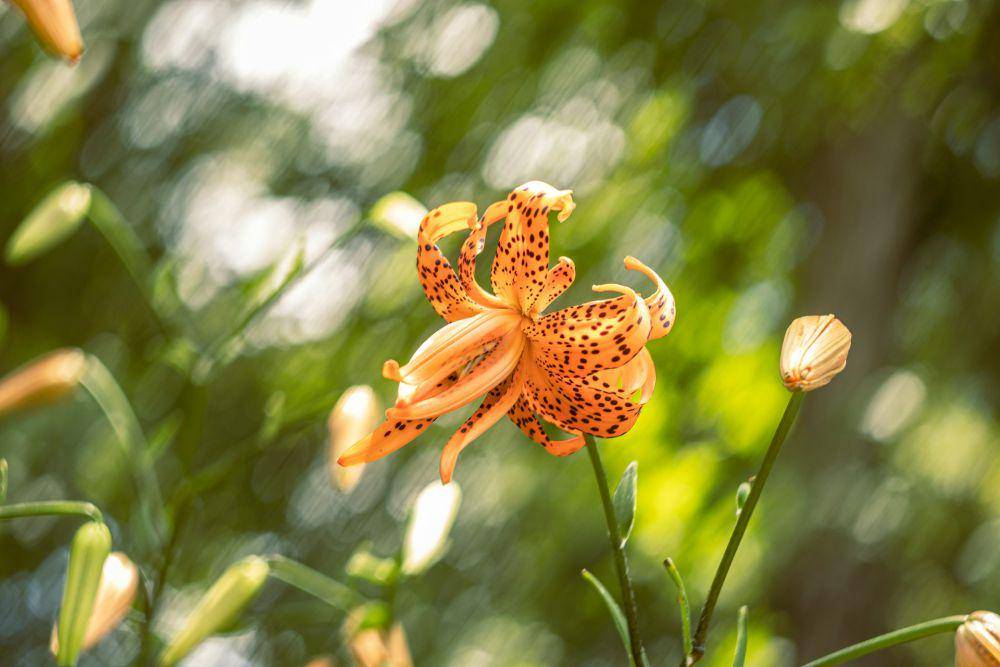 Tiger Lily (unsplash.com/Brice Cooper)