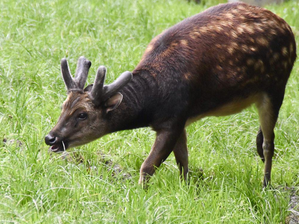 5 Fakta Rusa Totol Visayas, Bisa Menggonggong seperti Anjing?