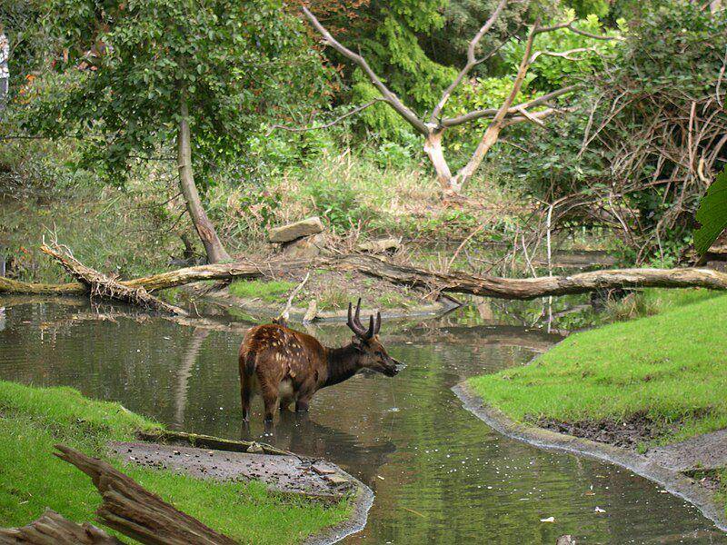 seekor rusa totol visayas yang sedang berendam di air (commons.wikimedia.org/Magalhães)