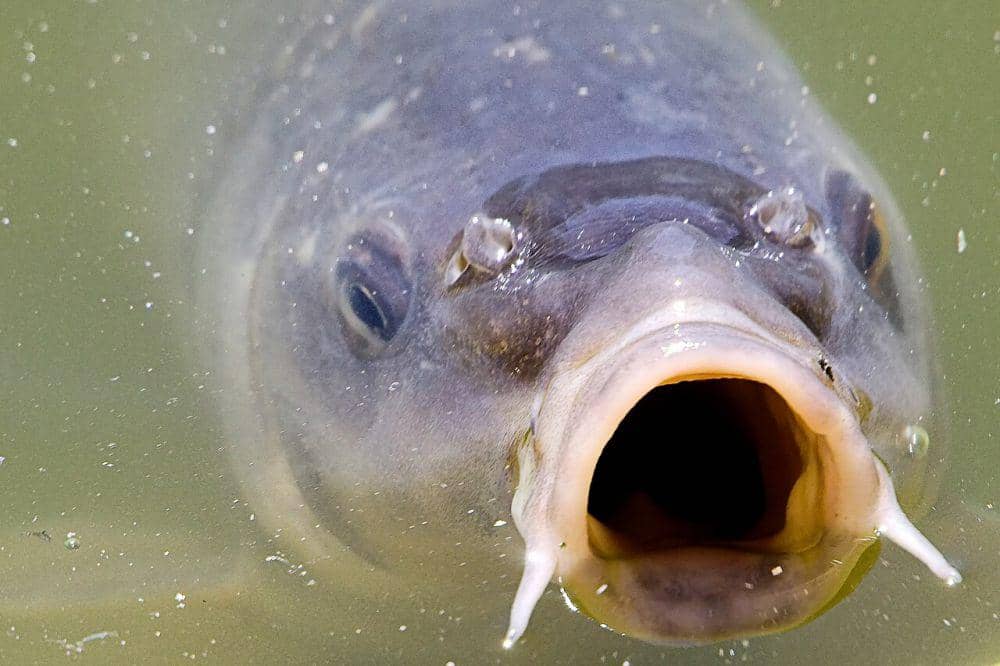 Ikan akan menjauh saat didekati predator (commons.wikimedia.org/Airwolfhound)