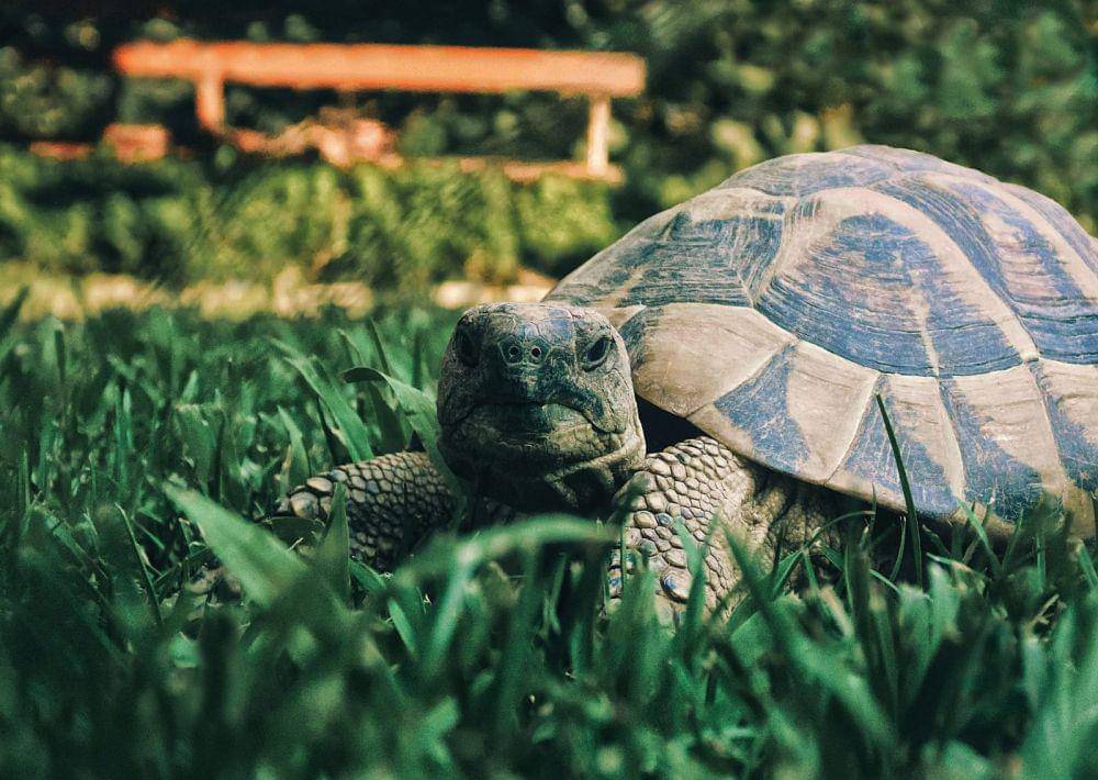 ilustrasi kura-kura (unsplash.com/Aron Visuals)