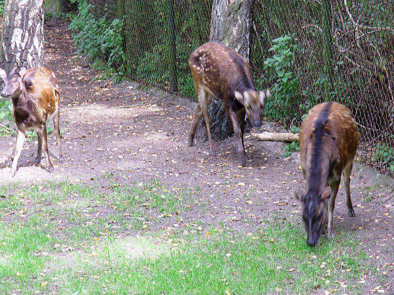 beberapa rusa totol visayas yang dipelihara di kebun binatang (commons.wikimedia.org/Kwolana)