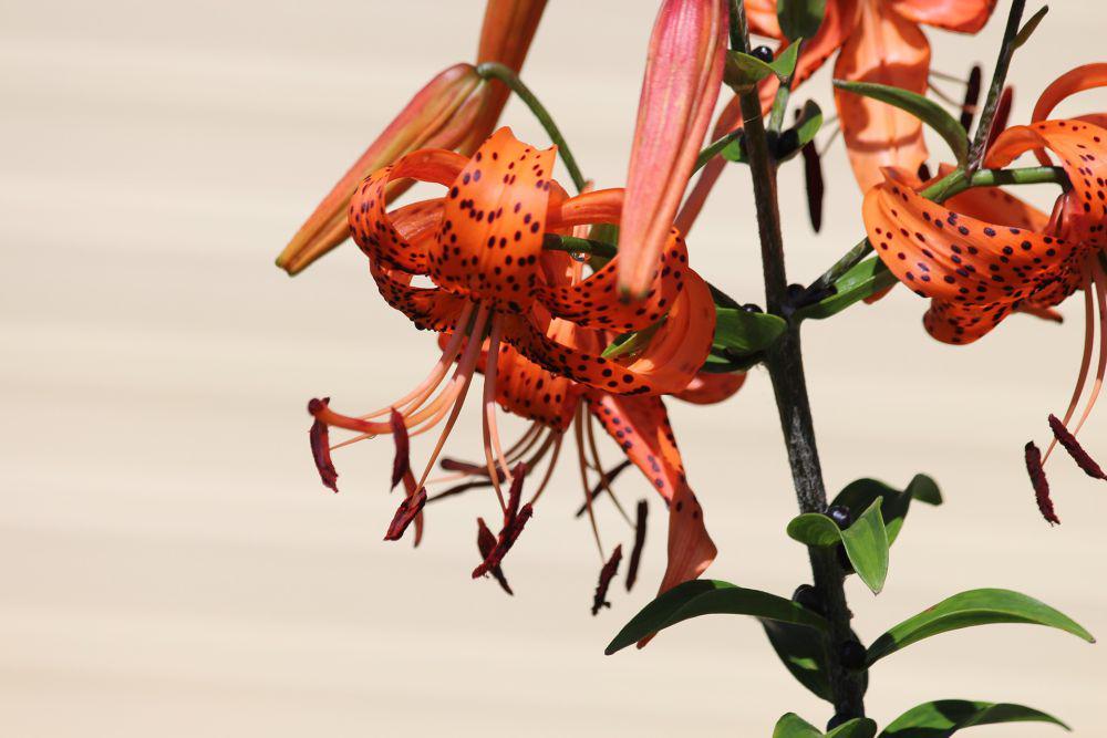 5 Fakta Menarik Tiger Lily, Tanaman yang Kaya akan Makna Budaya