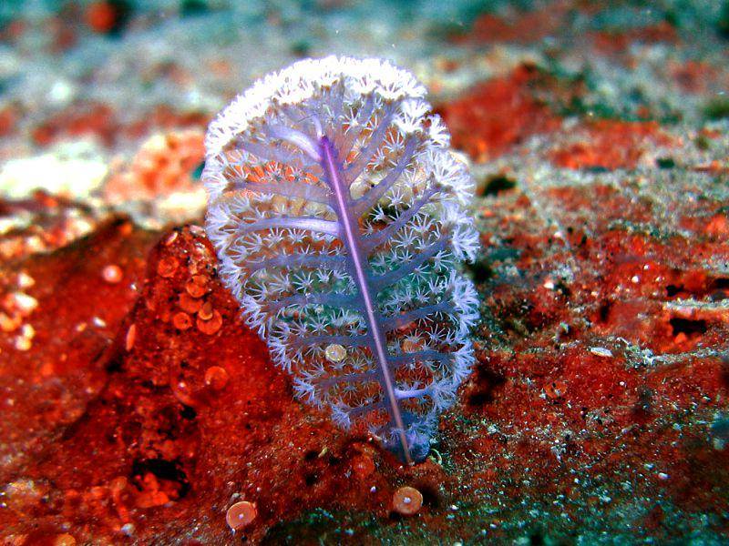 ilustrasi sea pen (wikimedia.org/Anne Hoggett)