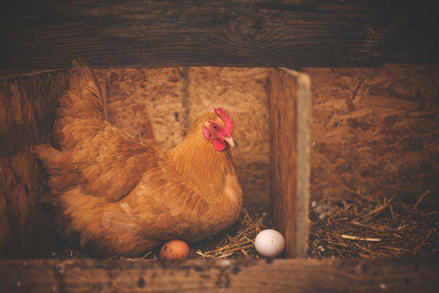 ilustrasi memelihara ayam (pexels.com/Alison Burrell)