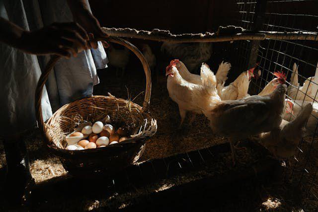 Khawatir Bakal Bau dan Kotor? Ini 4 Tips Aman Pelihara Ayam di Rumah