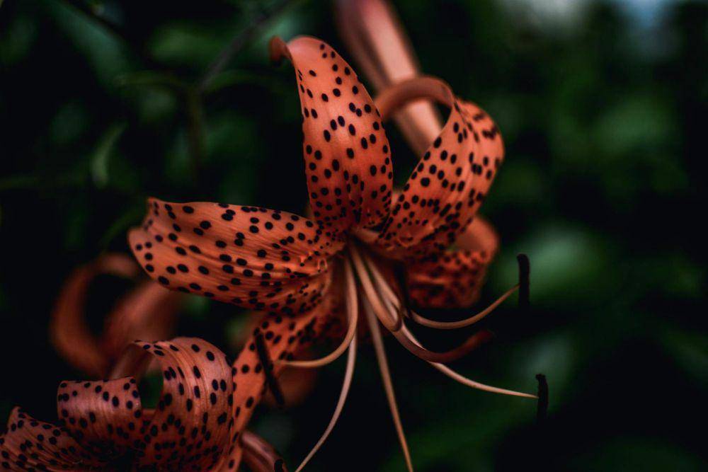 Tiger Lily (pexels.com/lil artsy)