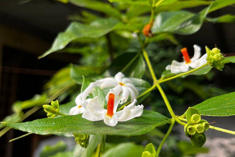 ilustrasi night blooming jasmine (pexel.scom/Ravi Kant)