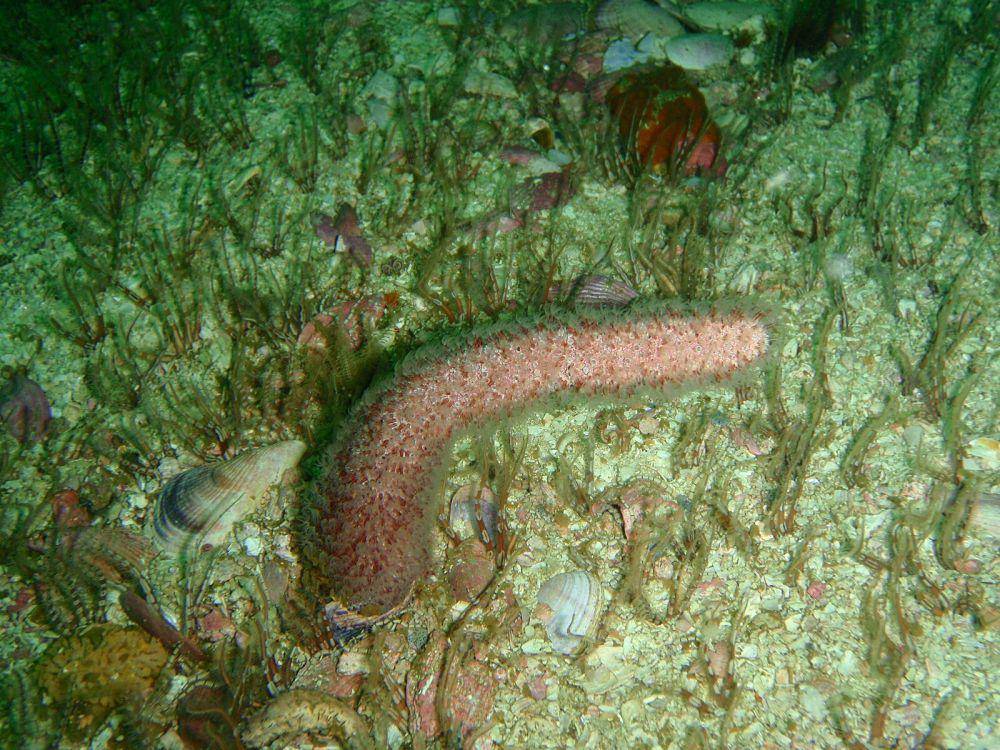 ilustrasi sea pen (wikimedia.org/Peter Southwood)