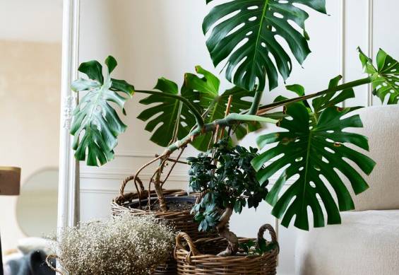 Monstera deliciosa (freepik.com/freepik)