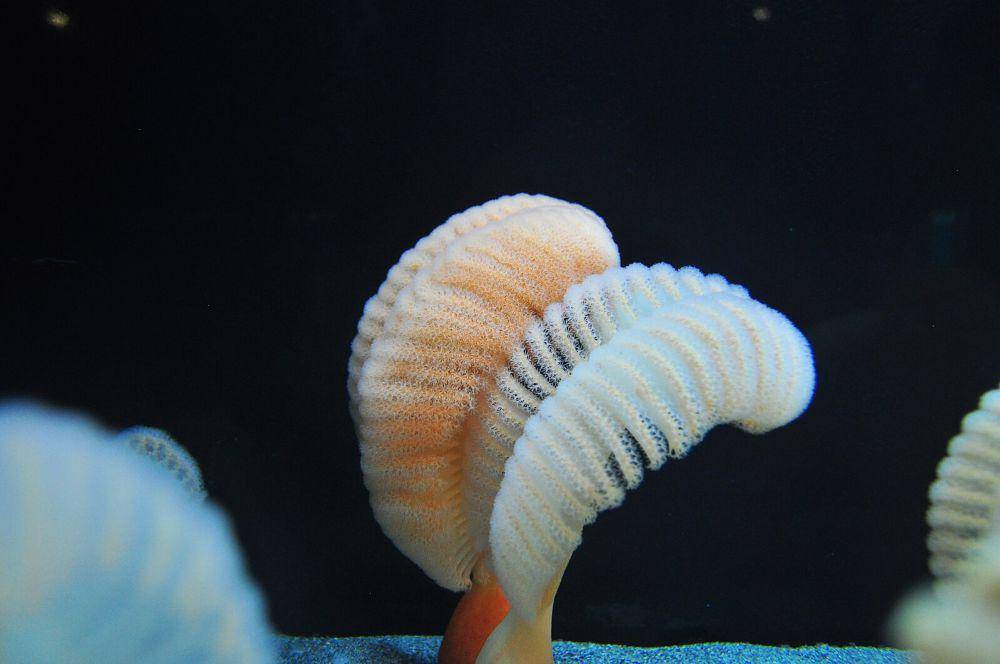 ilustrasi sea pen (wikimedia.org/Joe Mabel)