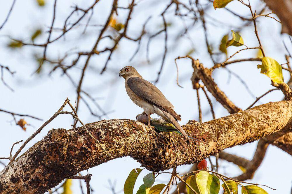 Shikra (commons.wikimedia.org/Umang Jung Thapa)