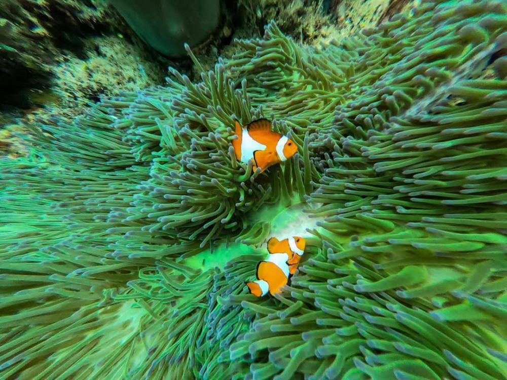 potret pemandangan bawah laut Raja Ampat (instagram.com/wisatarajaampat)