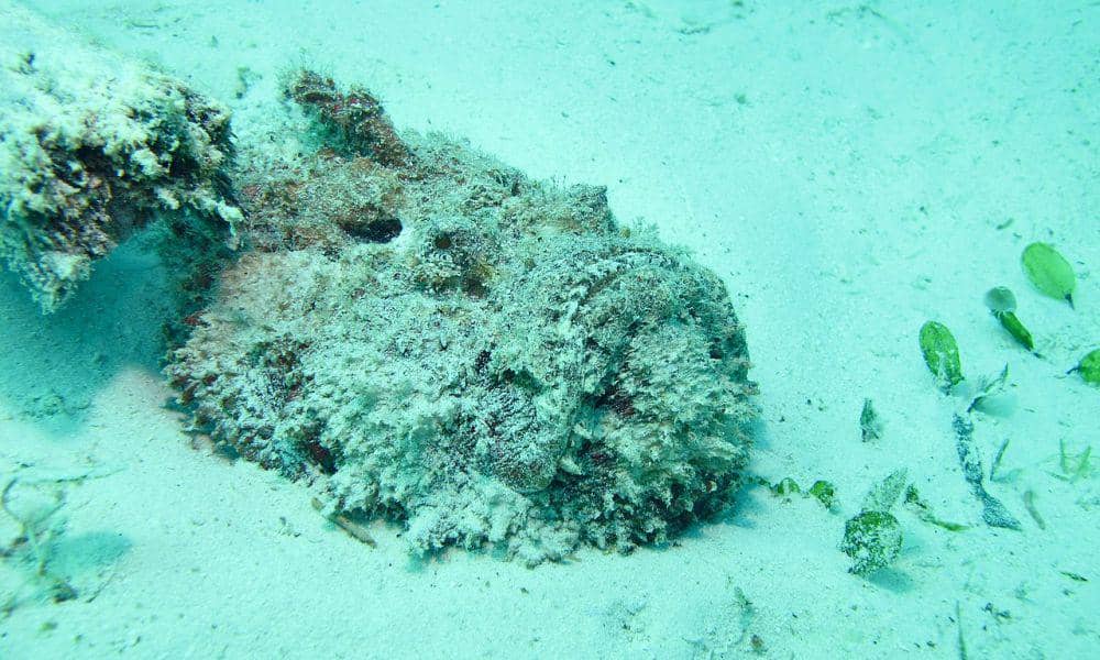 Stonefish bisa menyuntikan bisa (commons.wikimedia.org/Bernard DUPONT)