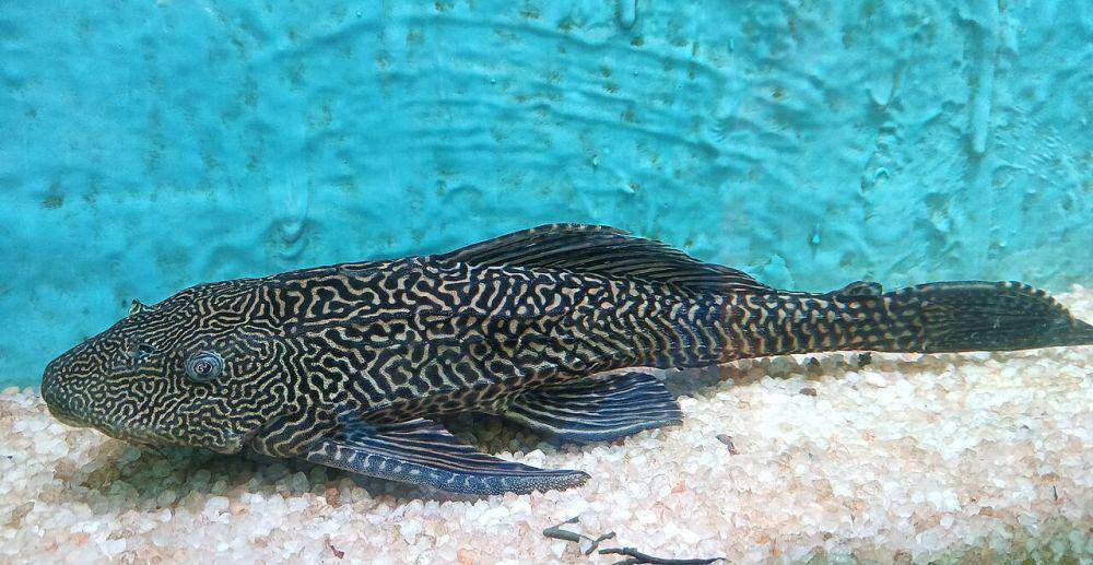 ikan sapu-sapu (commons.wikimedia.org/Ayesha)