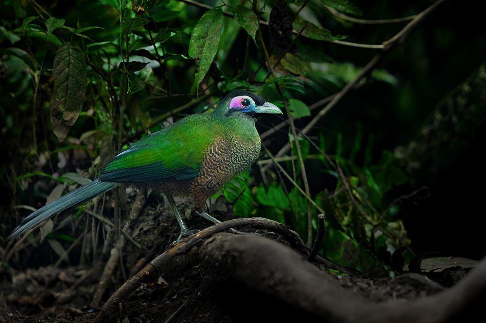 5 Burung Cuculidae yang Dilindungi di Indonesia, Pernah Ketemu?