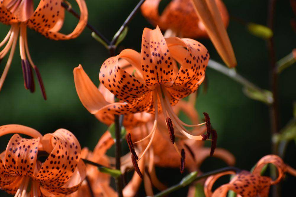 Tiger Lily (pixabay.com/Andrea Gibhardt)