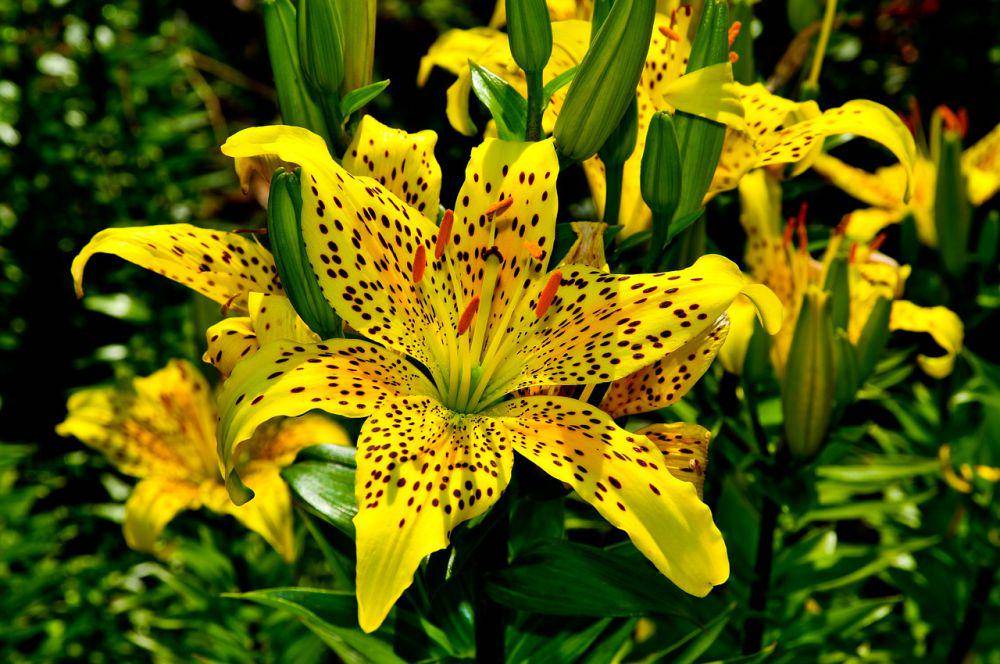Tiger Lily (pixabay.com/Mariusz Banaszczyk)