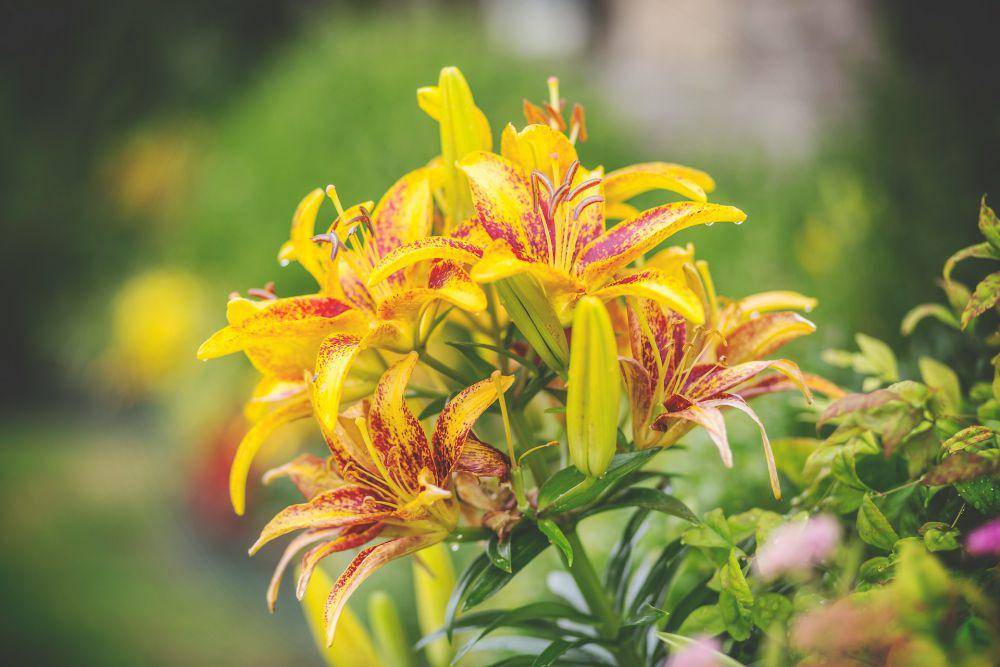 Tiger Lily (unsplash.com/Troy Jarrell)