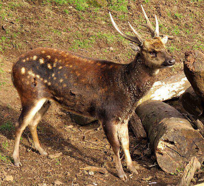 Rusa totol visayas bisa mengeluarkan suara gonggongan seperti anjing pada waktu tertentu. (commons.wikimedia.org/D. Gordon E. Robertson)