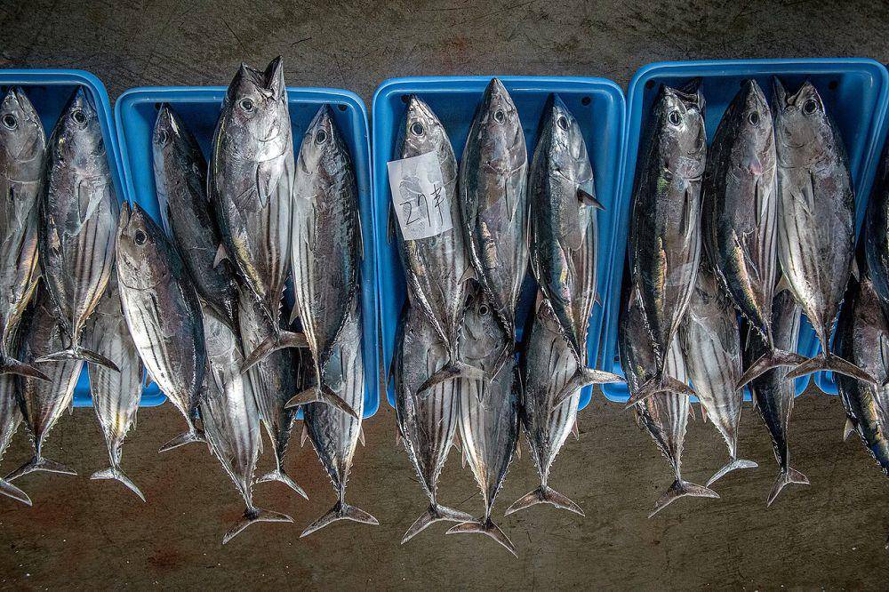 Ikan cakalang (commons.wikimedia.org/總統府)