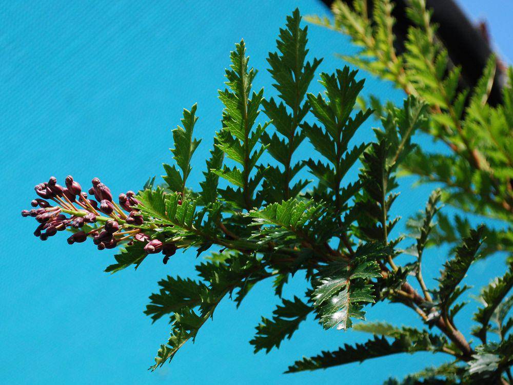 ilustrasi lomatia tasmanica (flickr.com/Natalie Tapson)