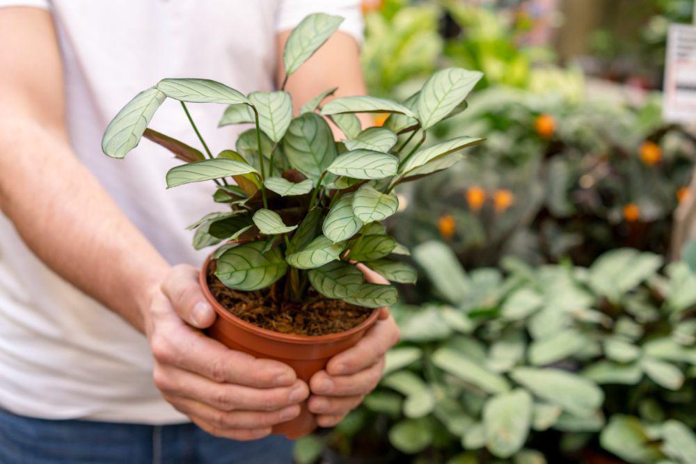5 Bahan Dapur Tak Terpakai yang Bisa Bikin Tanaman Lebih Segar