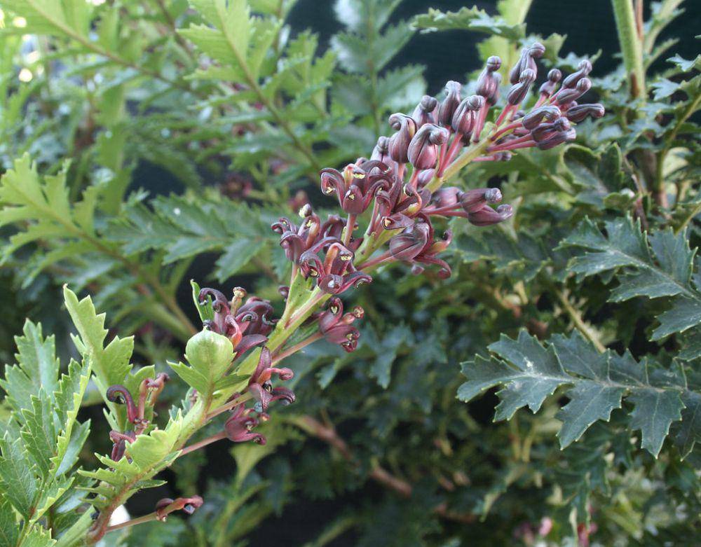 ilustrasi lomatia tasmanica (flickr.com/Nuytsia@Tas)