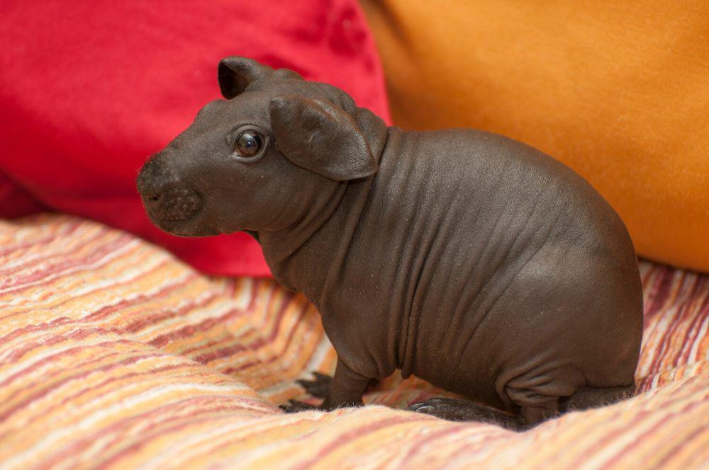 5 Fakta Menarik Skinny Pig, Marmut Tanpa Bulu yang Menggemaskan
