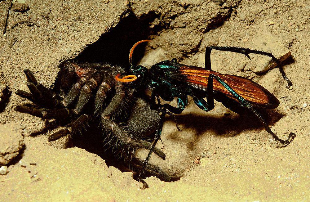 5 Kemampuan Unik Tarantula Hawk, Mempunyai Sengatan yang Sangat Kuat!
