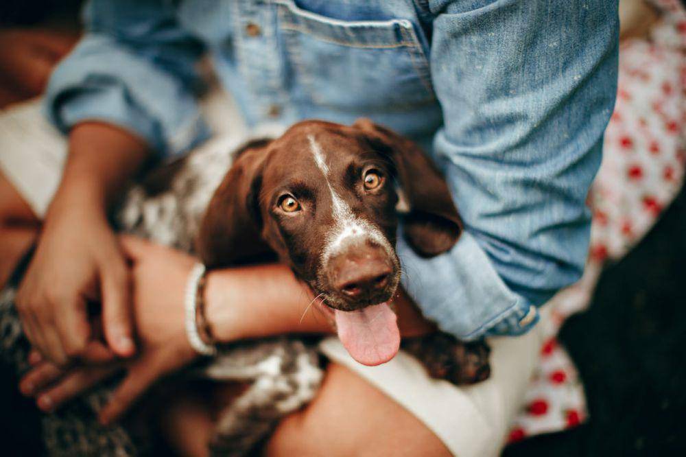 ilustrasi anjing dan pemiliknya (pexels.com/Helena Lopes)