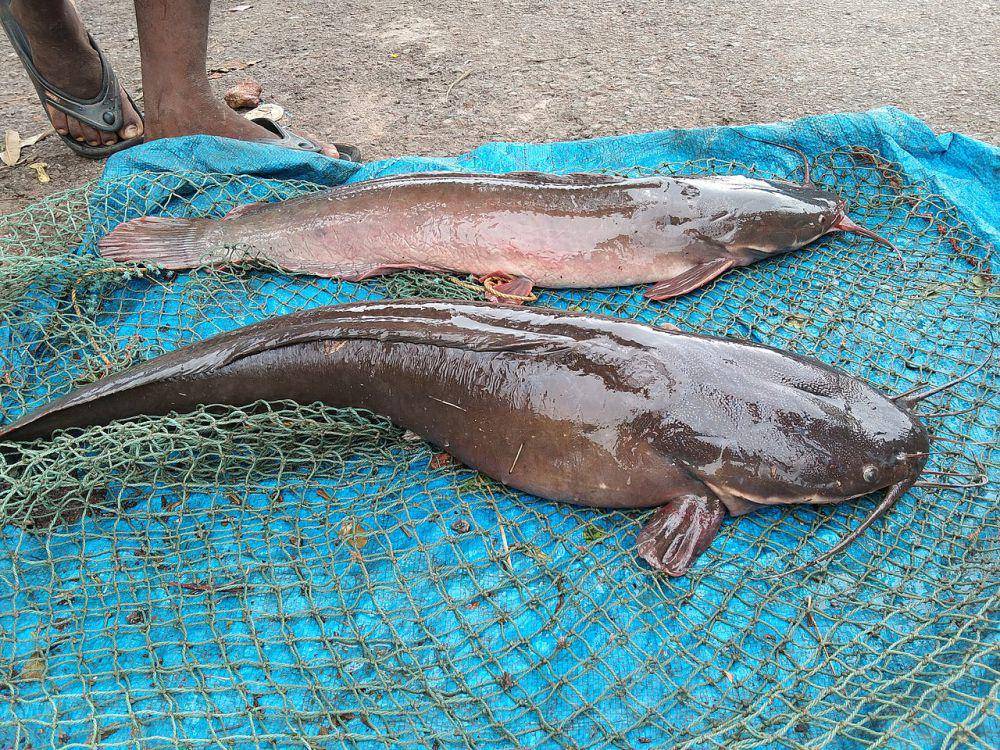 Ikan lele (commons.wikimedia.org/Raju Kidoor)
