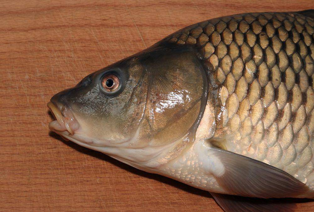 Ikan mas (commons.wikimedia.org/George Chernilevsky)