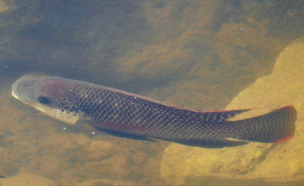 Ikan mujair (commons.wikimedia.org/Bernard DUPONT)