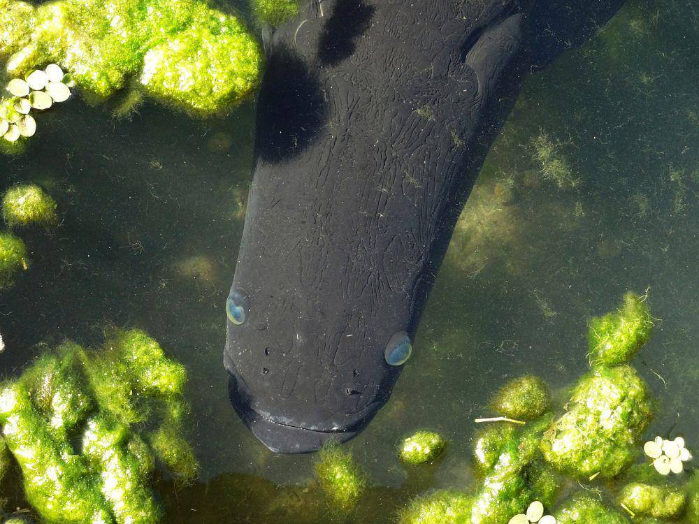 Ikan araipama (commons.wikimedia.org/Fernando Jose Cantele)
