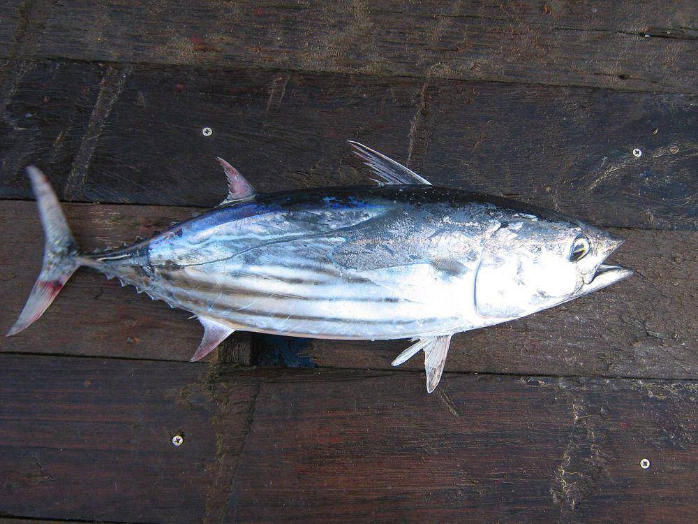 Ikan cakalang (commons.wikimedia.org/Karg se)