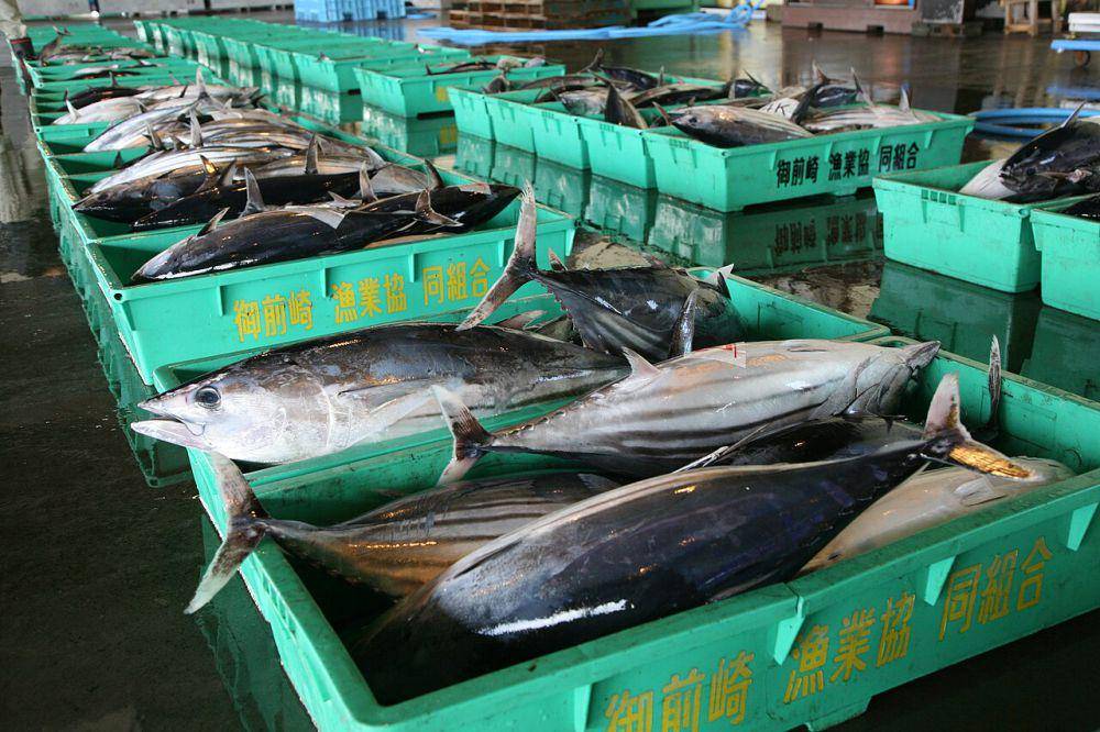 Ikan cakalang (commons.wikimedia.org/静岡県/御前崎市)
