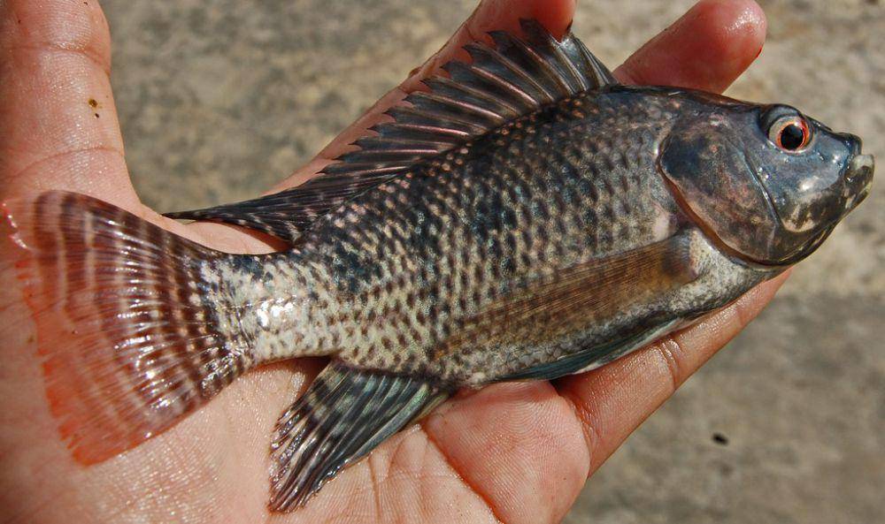 Ikan nila (commons.wikimedia.org/W.A. Djatmiko)
