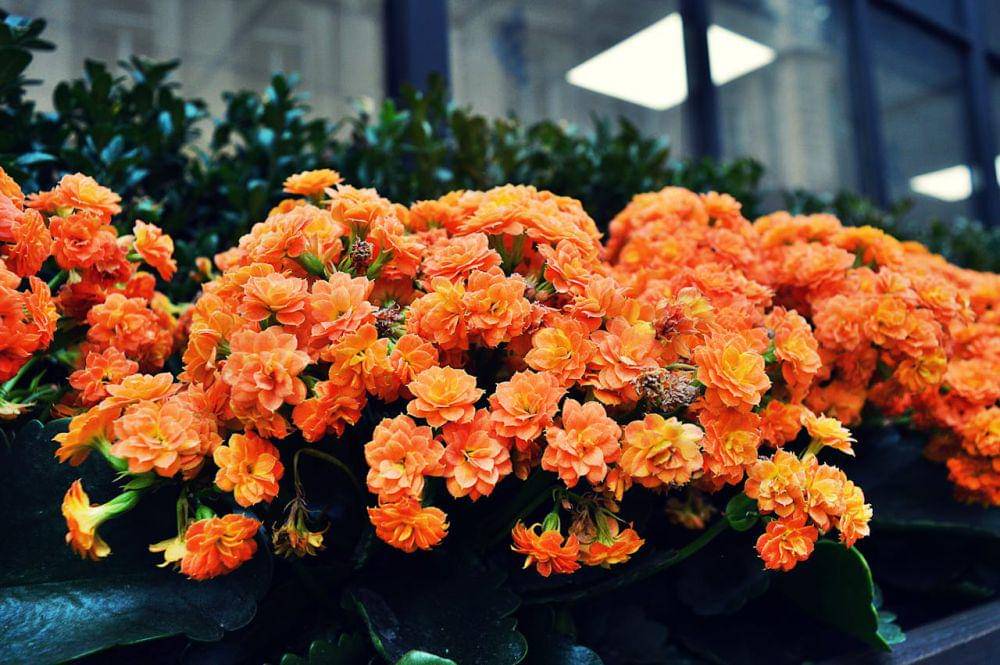 kalanchoe (pexels.com/SevenStorm JUHASZIMRUS)