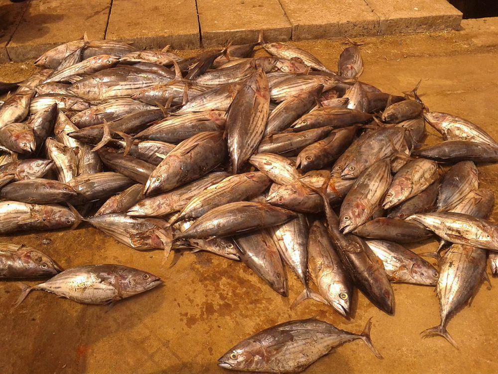 Ikan cakalang (commons.wikimedia.org/Arijit Sahu)