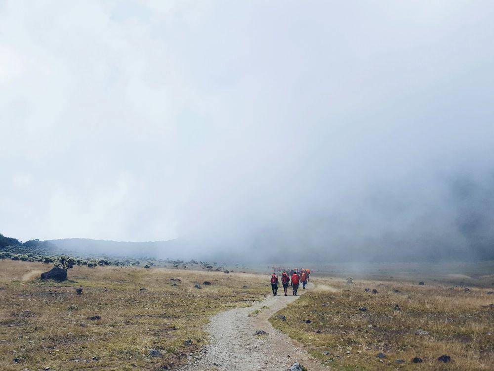 Potret jalur pendakian Gunung Gede Pangrango (unsplash.com/aafim)