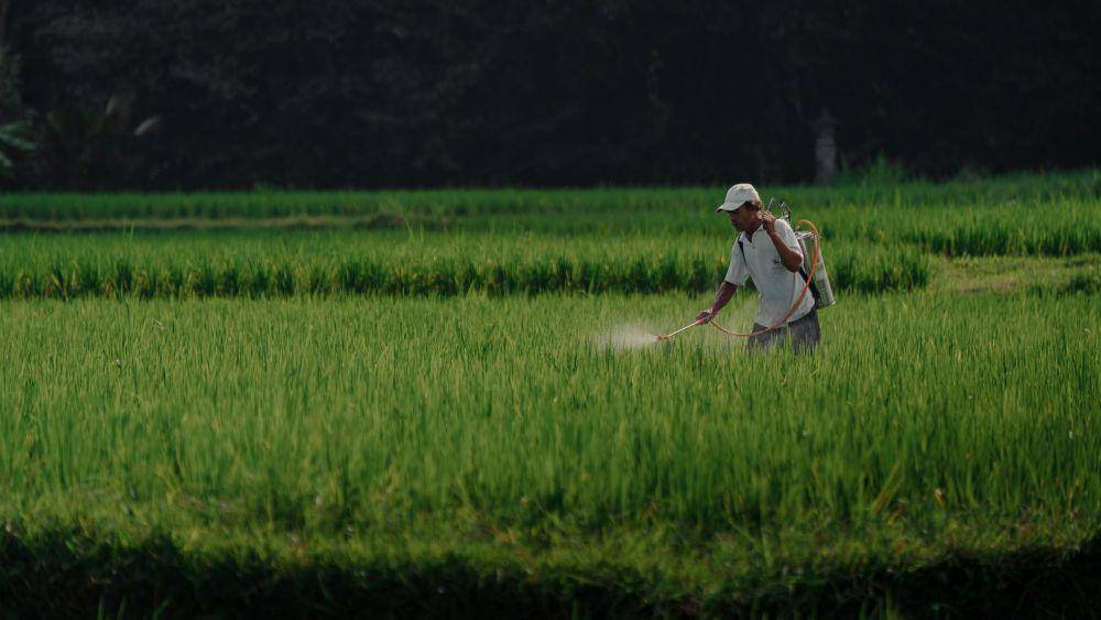 ilustrasi petani (unsplash.com/Cameron Witney)