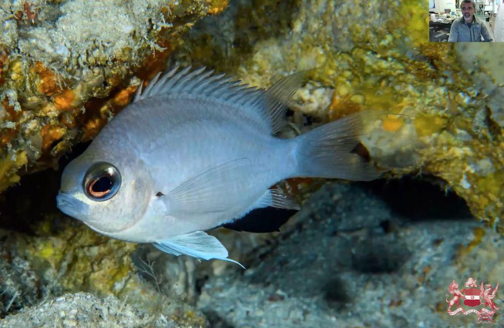 3 Fakta Penemuan Chromis Abadhah, Spesies Terbaru Damselfish