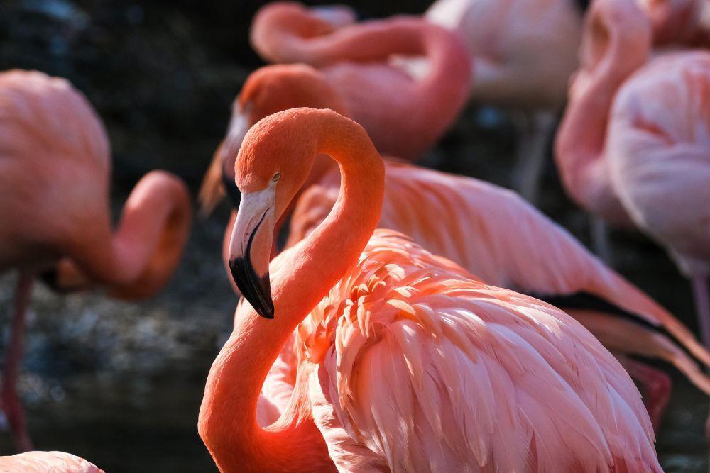 Mengapa Burung Flamingo Berwarna Pink?