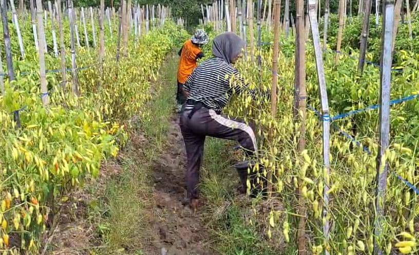 Tanaman cabai rawit milik Parin di Desa Dadapan, Kecamatan Kendal, Ngawi rusak akibat curah hujan tinggi. IDN Times/ Riyanto.